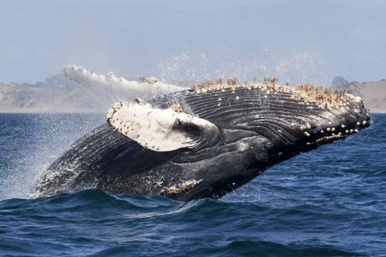 Uvita:Natur und Tierwelt - Aras - Schmetterlinge - Wale - Faultiere