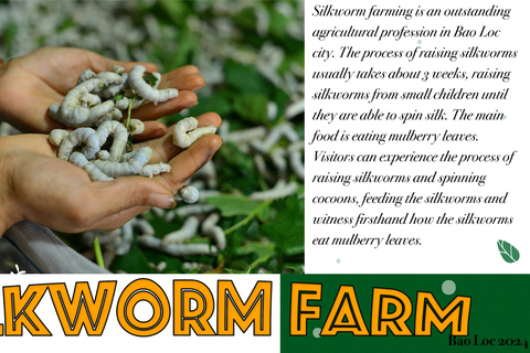 3D2N-tur – Från Ho Chi Minh-staden till Bao Loc-stadenBao Loc City: 3-dagars tur