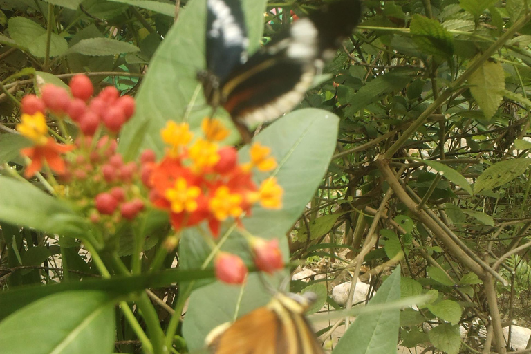 Mindo Cloud Forest: Przygoda i przyrodaMindo - Przygoda i przyroda - transport prywatny