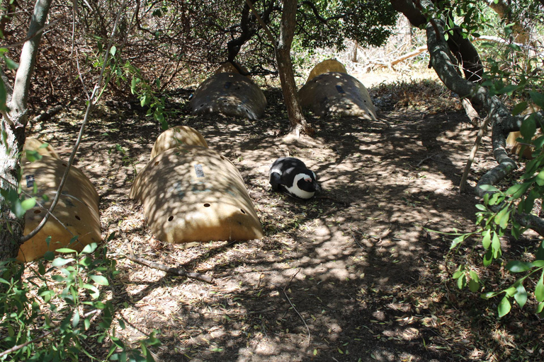 Cape Town: Table Mountain, Bo-Kaap, & Boulders Beach Tour