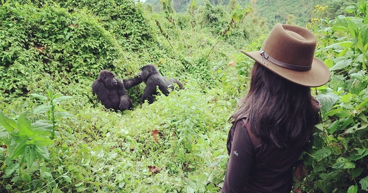 Ultimate Day Tour Uganda Rwanda Gorilla Trek Chimpanze Getyourguide