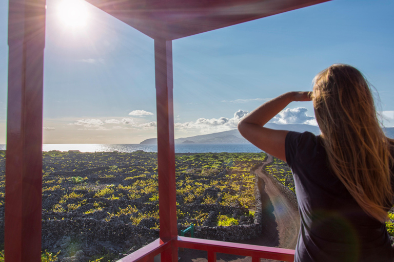 Isola di Pico: tour del vino e dei vigneti con degustazioneIsola di Pico: tour dei vigneti e delle cantine con degustazione