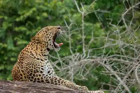 Sri Lanka : Circuit privé de 9 jours avec hébergement H/B