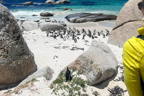 Cape of Good Hope and Boulders Beach Private Tour