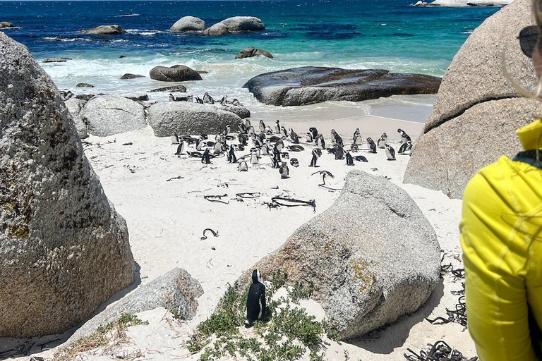 Visite privée du Cap de Bonne Espérance et de la plage de BouldersVisite privée du Cap de Bonne Espérance et de la plage des Boulders