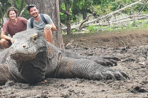 Lombok: Wyspa Komodo: 4-dniowa wycieczka łodzią z wyżywieniem