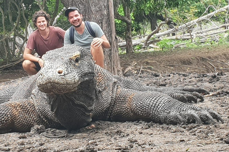 Lombok: Wyspa Komodo: 4-dniowa wycieczka łodzią z wyżywieniem