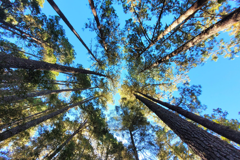 Oaxaca: Sierra Norte Ixtepeji Guided Hike & Lunch, Half-Day