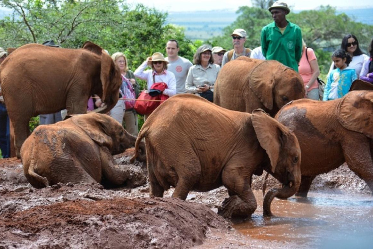 Sheldrick baby elephants , centre de girafes et karen blixen