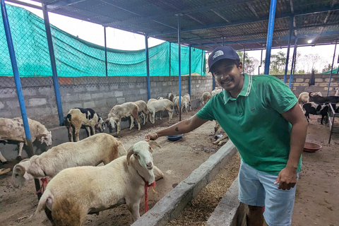 Bangalore: Big Barn Farm Visit with Animal Interactions