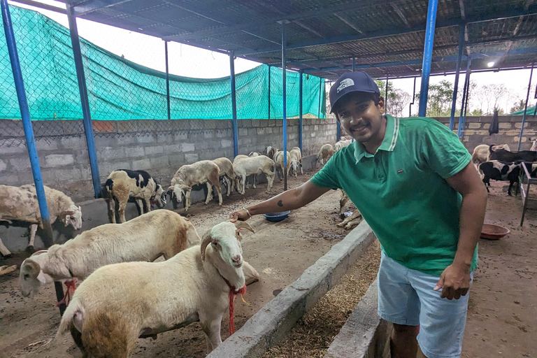 Bangalore: Big Barn Farm Visit with Animal Interactions