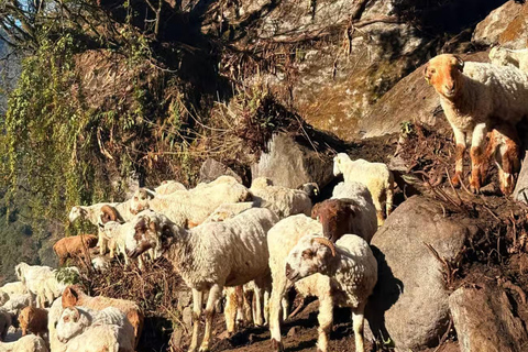 Pokhara: Easy 5-Day Annapurna Base Camp Trek