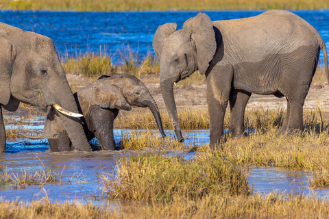 Kasane: Chobe National Park 3-Day Safari with Hotel Stay