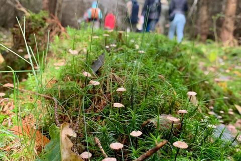 Leipzig: Mushroom Hike