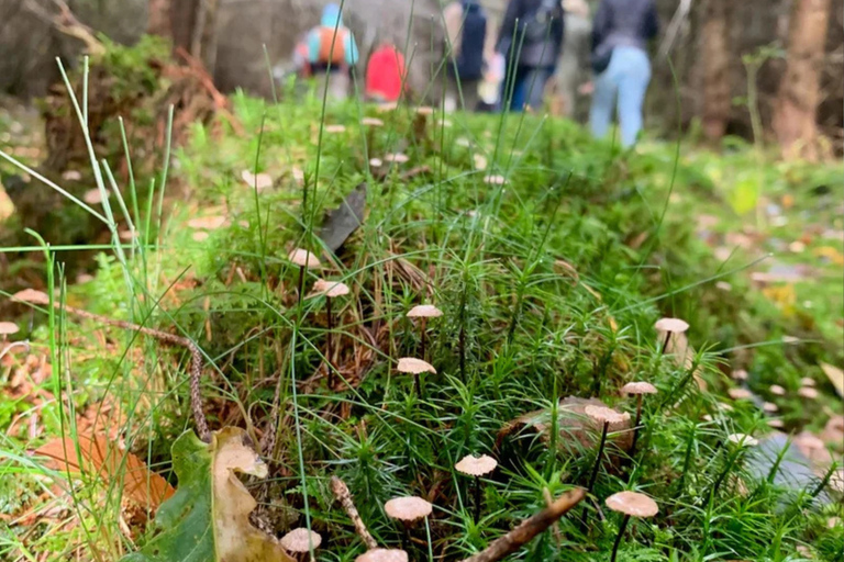 Leipzig: Mushroom Hike
