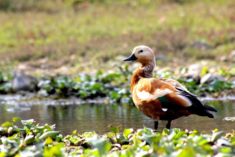 LUXURY SAFARI- ZANZIBAR TO MIKUMI NP: 2 DAYS 1 NIGHT