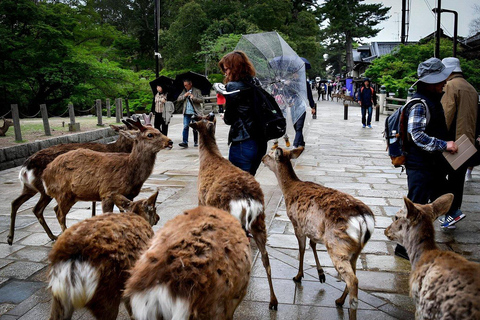 Nara: Private Tour with Car Deer Park & Todai-ji Temple
