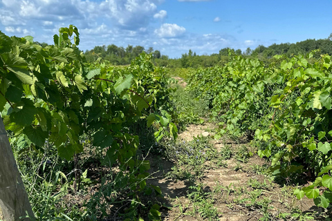 Passeio de vinho pelas Cataratas do Niágara saindo de Toronto em um trailer - MotorhomeVinho e maravilhas: Excursão às Cataratas do Niágara saindo de Toronto