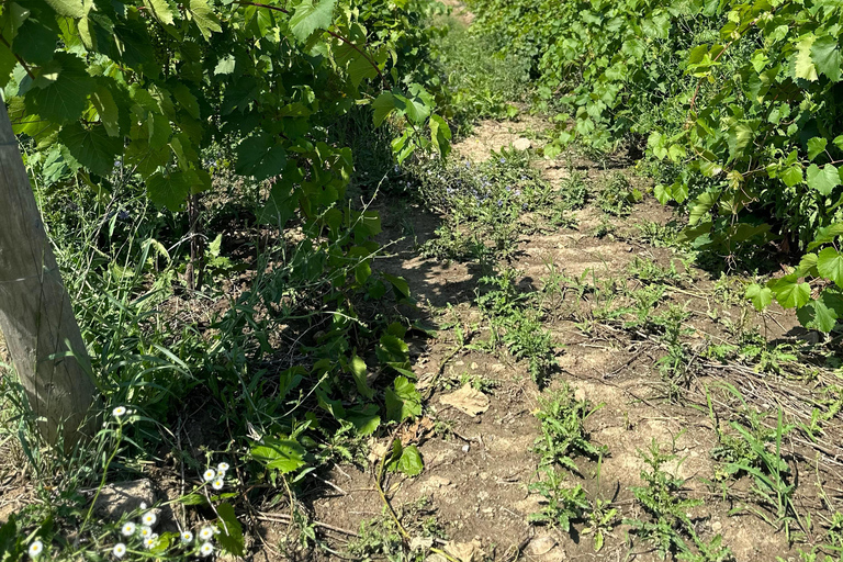 Passeio de vinho pelas Cataratas do Niágara saindo de Toronto em um trailer - MotorhomeVinho e maravilhas: Excursão às Cataratas do Niágara saindo de Toronto