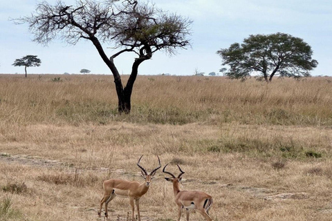 Z Zanzibaru z przelotem: Jednodniowe safari w Parku Narodowym Mikumi