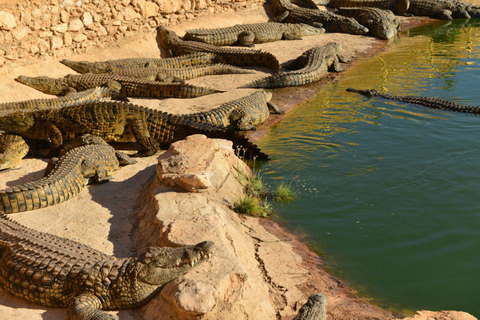 Agadir : Chèvre sur les arbres et parc aux crocodiles avec prise en charge à l'hôtel