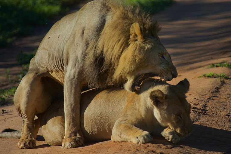 2 dagar 1 natt till Tarangire &amp; Lake manyara från Zanzibar