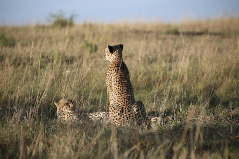 Demi-journée au parc national de Nairobi avec prise en charge gratuite