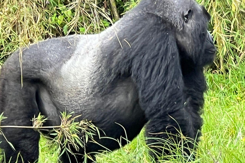 Uganda: 2 days mountain gorilla trekking experience