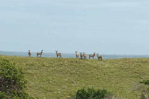 From Maputo: Maputo National Park Guided 4x4 Safari