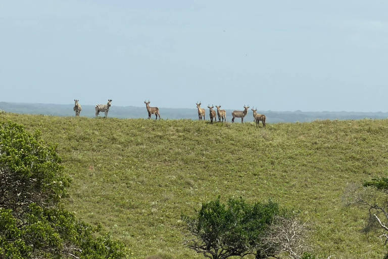 From Maputo: Maputo National Park Guided 4x4 Safari