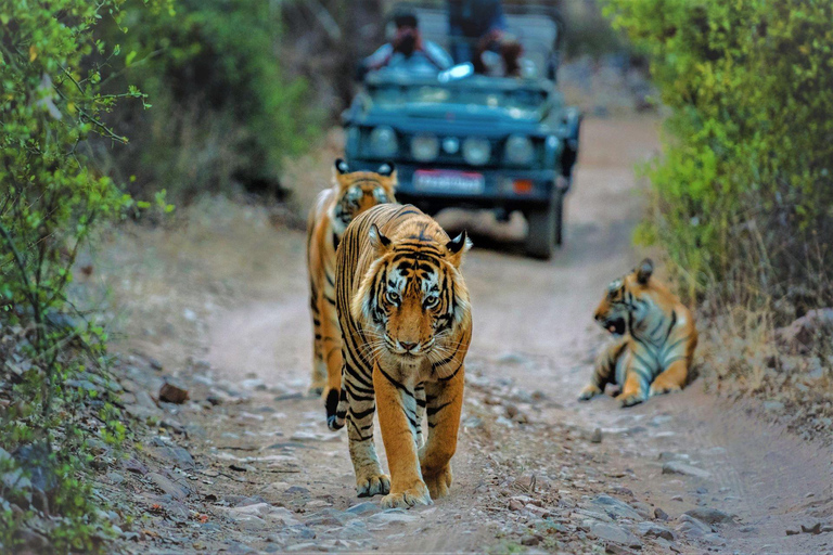 4-Days Golden Triangle w/ Ranthambore Tiger Safari Adventure Tour with 4-Star Hotel, Private Car, Driver, Guide & Safari