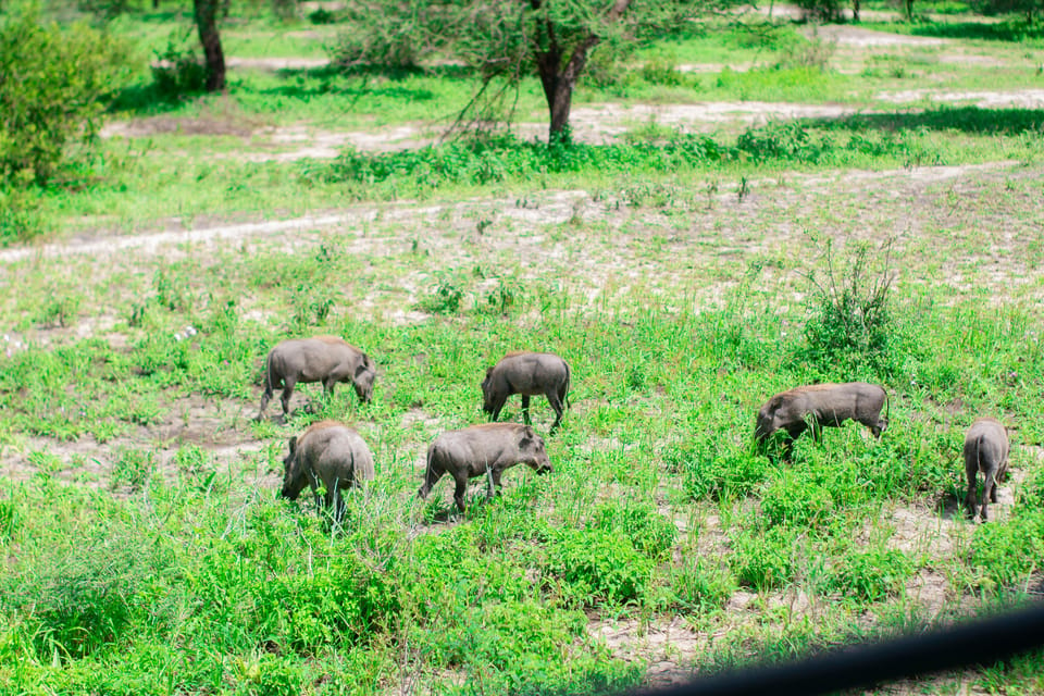 Safari De Jours Au Masai Mara Pour La Migration Des Gnous Getyourguide