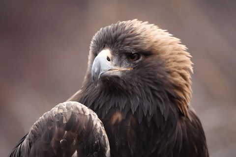 Vogelbeobachtung in Äthiopien: 14 Tage