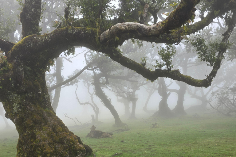 Madeira: Pico do Arieiro Sunrise, Waterfalls, and Fanal Trip