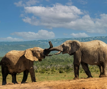 From Nairobi: 2-Day Amboseli National Park Safari