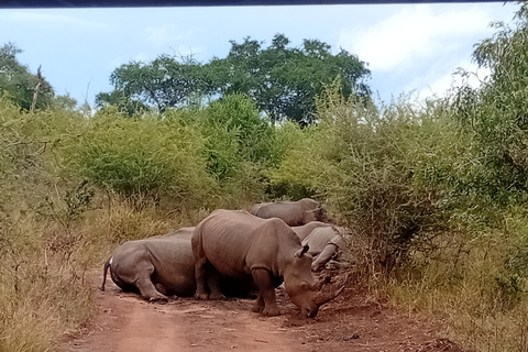 Eswatini: Rhino Walk in Hlane Royal National Park