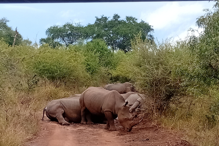 Eswatini: Rhino Walk in Hlane Royal National Park