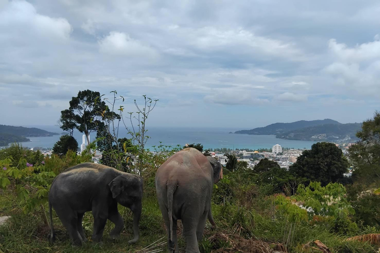 Phuket: Excursión al Santuario de Elefantes con Planta para la ConservaciónServicio de recogida en cualquier punto de Phuket