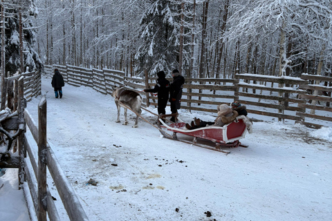 Rovaniemi: Reindeer Farm Visit with Sleigh Ride & Pickup