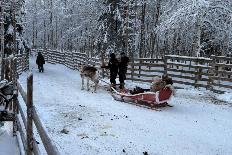 Rovaniemi: Reindeer Farm Visit with Sleigh Ride & Pickup