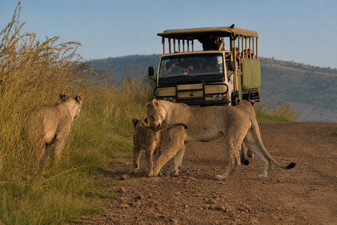 Pilanesberg: 2-Hour Big Five Safari with Hotel pick up