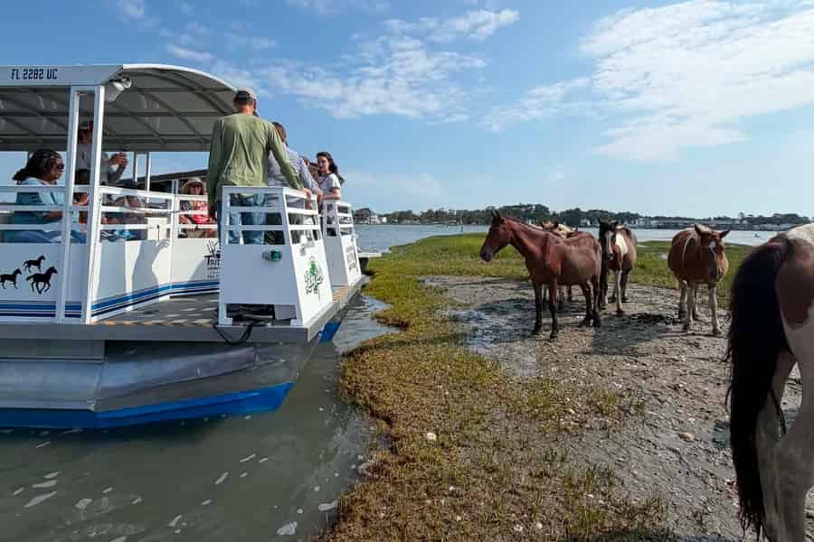 Berühmte Pony-Bootsfahrt vor Chincoteague Island mit fachkundigem Kommentar. Foto: GetYourGuide Berühmte Pony-Bootsfahrt vor Chincoteague Island mit fachkundigem Kommentar. Foto: GetYourGuide