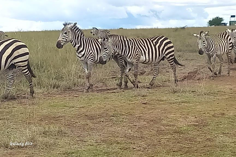 Safari por el Parque Nacional de Nairobi