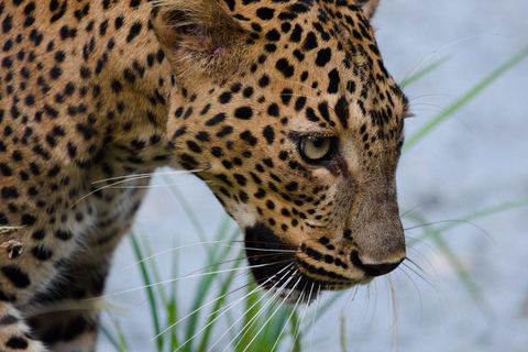 Van Arugambay naar Tangalle/Mirissa met Yala luipaardsafari