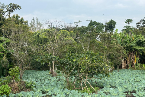 Addis Ababa: 9-Day Coffee Plantation Tour with Lodging