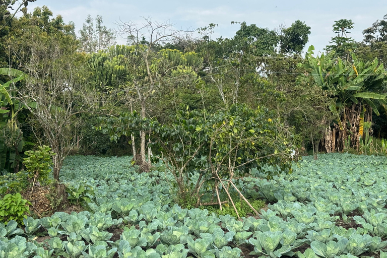 Addis Ababa: 9-Day Coffee Plantation Tour with Lodging