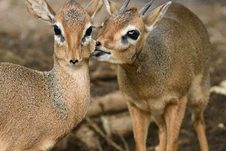 Zanzibar: la foresta di Jozani, le tartarughe marine, la grotta di Kuza e The RockTour senza servizio di prelievo e rientro in hotel