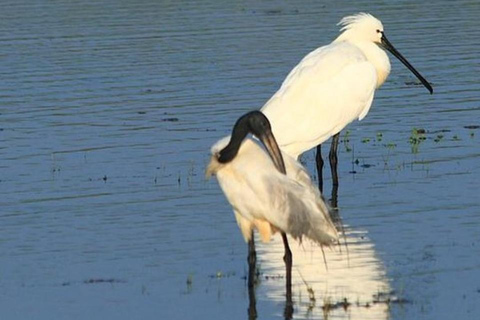 Yala: Sunset Tour by Boat & Beach BBQ Dinner!