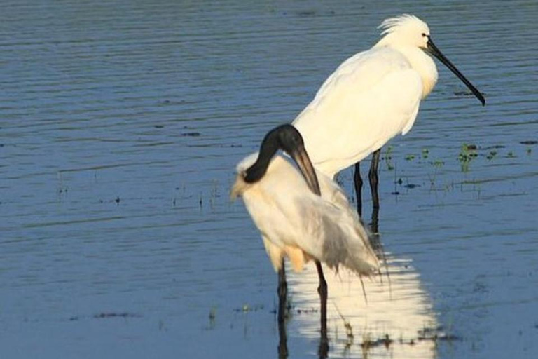 Yala: Sunset Tour by Boat & Beach BBQ Dinner!