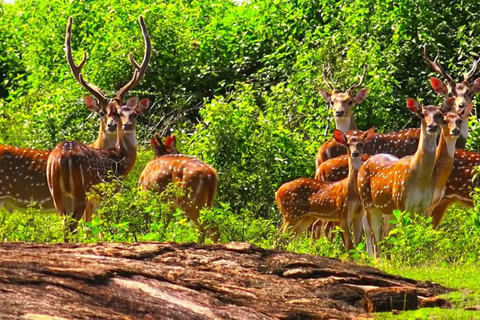 Mirissa: Udawalawe e YALA Safaris + almoço, desembarque: Ella